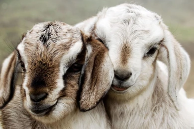 Animal Wallpapers Goat 46 Full HD Wallpapers Desktop   Res ...