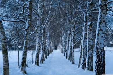 Birch Trees Alley, Winter HD Desktop Wallpapers : High Definition ...