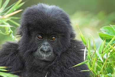 Animals Wallpapers Full HD 246 Full HD Wallpapers Desktop   Res ...