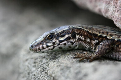 Animals Full HD Wallpapers 35   1533738