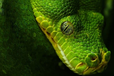 Cut Baby Hd Wallpapers Hd 3D