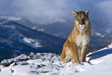 Cougar Animal Wallpapers   Wallmanage.com