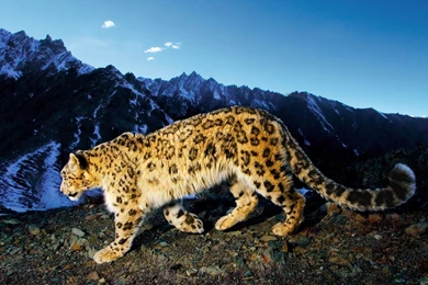 Animals Full Hd Wallpapers, Hd 1080p, 1980x1080, High Quality ...