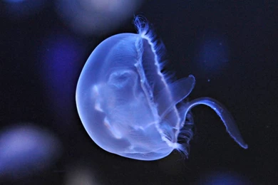 Animals Wallpapers Full HD 109 Full HD Wallpapers Desktop   Res ...