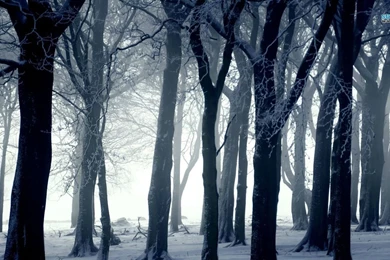 Dark Forest In Winter Wallpapers   Photography Wallpapers