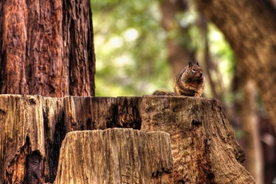 Desktop Animals Wallpapers Pictures Admin 1920X1200