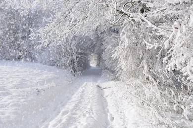 1440x900 Solid Winter Forest & Road Desktop PC And Mac Wallpapers