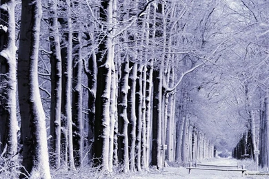 Free Nature Wallpapers   Winter Wonderland 10 Wallpapers   1440x900 ...