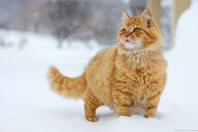 Download 1440x900 Red Cat Loves Winter Wallpapers