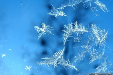 Winter Snowflakes Wallpapers   Crazy Frankenstein