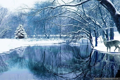 Winter Nature Wallpapers   Crazy Frankenstein