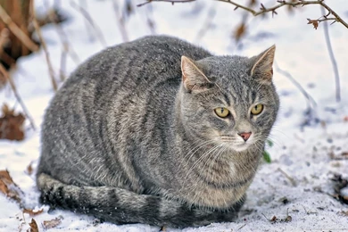 Download 1440x900 Freezing Cat In Winter Wallpapers