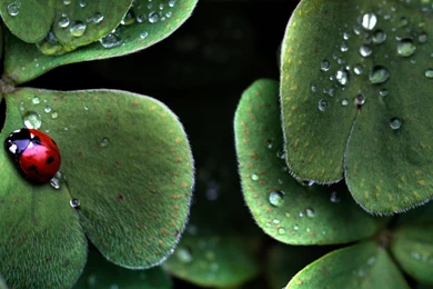 Nature Wallpapers 1920x1080   (