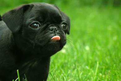 Cute Puppy Wallpapers