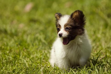 German shepherd puppy