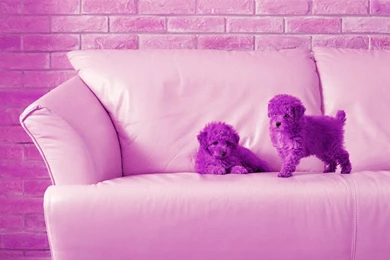 Desktop cute puppies pics wallpapers download.jpg