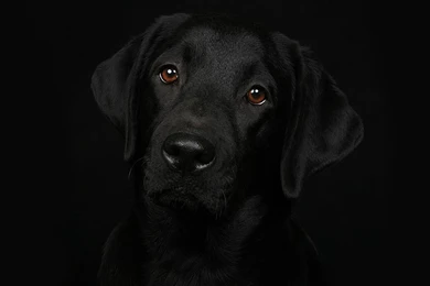 Black Dog Desktop Wallpaper, Black Dog Images, New Wallpapers