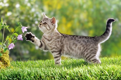 Cute Cat Wallpapers Download Free Cute Cat WideScreen Wallpapers ...