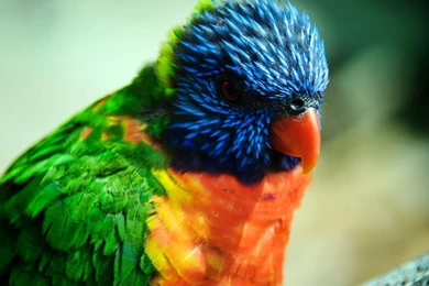 Colorful Hd Birds Wallpapers,birds,cute Birds Hd Wallpapers,full ...