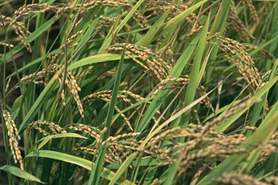 Screen, Wallpaper, Grass, Beautiful, Desktops, Laptop, Widescreen ...