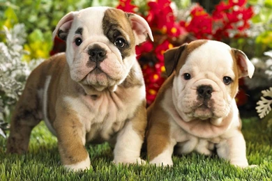 Bulldog Puppy Desktop Wallpapers   , New Wallpapers, New Wallpapers