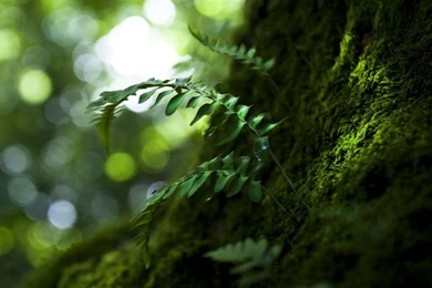 Page 2: 1280x1024 Wood Wallpapers HD, Desktop Backgrounds ...