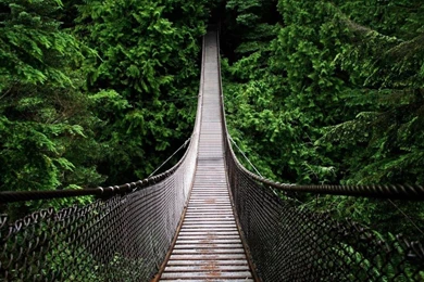 HD Wallpapers 1080p Forest