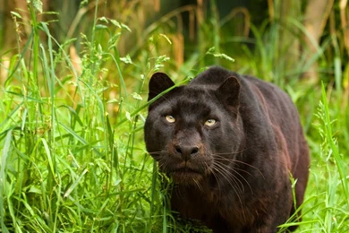 1280x1024 Black Panther Nature Wallpapers