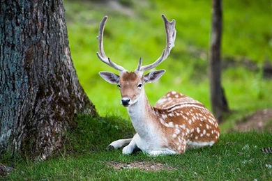 1280x1024 Deer Nature Wallpapers