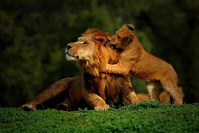 Download Nature Dad Wallpapers 1280x1024