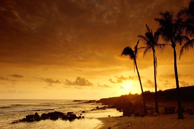 Free Wallpapers   Free Nature Wallpapers   Palm Sunset 1 Wallpapers ...