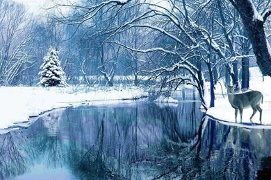 Winter Nature Wallpapers   Crazy Frankenstein