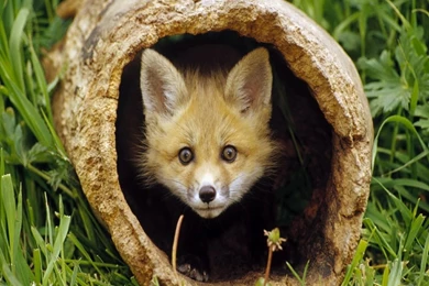 Amazing Nature 1280x1024 Wallpapers, 1280x1024 Wallpapers ...