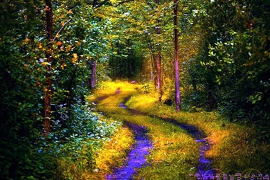 Forest path high resolution wallpaper download free.jpg