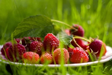 Nature Raspberries Berries Fresh New Hd Wallpapers [Your Popular HD ...