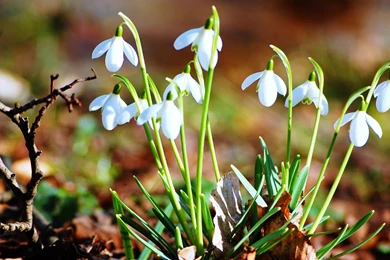 Nature Flowers Snowdrops Fresh New Hd Wallpapers [Your Popular HD ...