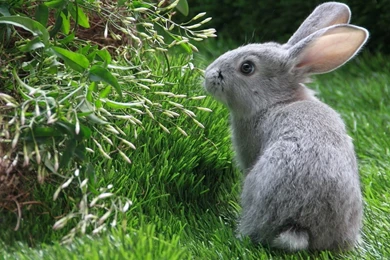 Hd Wallpapers Of Nature For Mobile Samsung For Desktop For Mobile ...