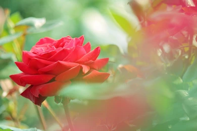 Flower Images Rose And Wallpapers Download