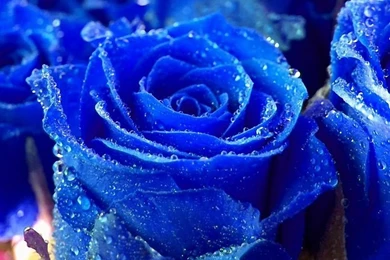 Rose Flower   Flower HD Wallpapers, Images, PIctures, Tattoos And ...