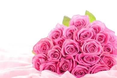 Flower Pink Rose Wallpapers