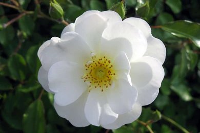 Flowers Wallpapers, Flower Photos, Exotic Flowers For Your Desktop ...