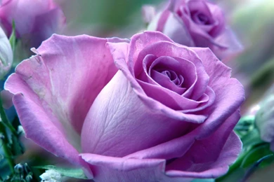 Rose Flowers Wallpapers Hd Backgrounds Wallpapers 54 Hd Wallpapers ...