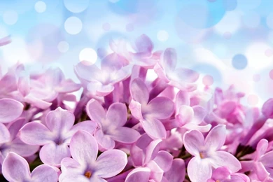 Download Wallpapers 2048x1152 Lilac, Flowers, Background, Bright HD ...