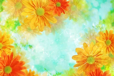 Top Orange Flowers Hd Background Images For Pinterest