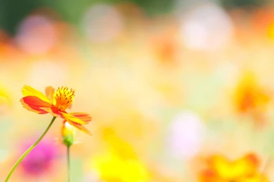 Summer Flower Backgrounds