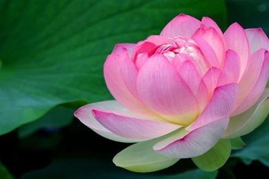 Highres Lotus Pink Flowers Backgrounds Hd 6543 : Wallpapers13.com