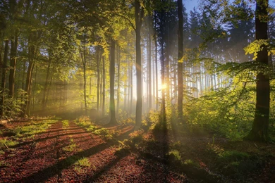 Landscapes Nature Trees Forest Sunlight Fresh New Hd Wallpapers ...