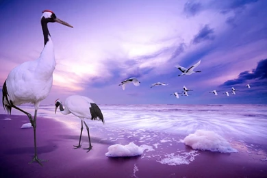 New HD Wallpapers 4.jpg