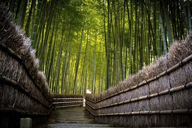 Bamboo Trees Wallpapers : Desktop And Mobile Wallpapers : Wallippo