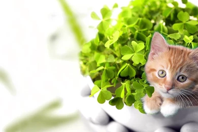 Kitten Wallpapers High Resolution